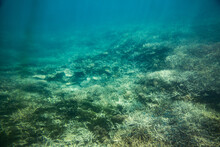 Ocean Floor On The Great Barrier Reef Near Heron Island