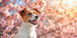 Happy dog on background of blooming spring trees