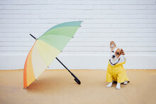 Dog Wearing Raincoat Sitting By Umbrella On Footpath