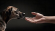 Dog and male hand on black background, close up
