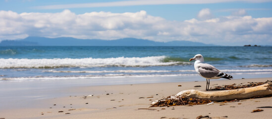 Wall Mural - Solitary Seagull Standing on Driftwood at Peaceful Beach. Scenic Seascape with Wildlife and Blue Ocean Horizon, Coastal Nature Concept