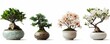 collection Set of different styles of retro vantage desert rose flowers small tree in bonsai style ceramic Japanese vase pot, furniture cosy houseplant isolated on white background, Generative AI