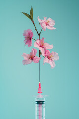 Wall Mural - Syringe with pink cherry flowers on blue background. Beauty injections creative concept. The concept of cosmetic procedures.