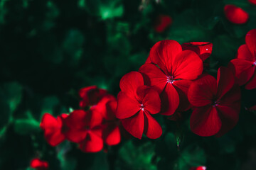 Wall Mural - Red flowers in dark forest tone.