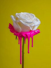 Wall Mural - White rose flower with dripping pink paint. Minimal summer exotic concept with copy space.