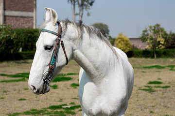 White horse in the field, Portrait of a white horse,  Marwari horse