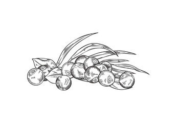 Acai berries heap vector engraved hand drawn illustration of pile berries and leaves, fresh natural fruit superfood