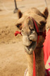 Camel ready to ride