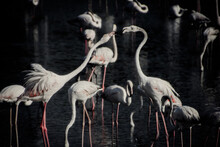 Flamingos Fighting