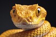 close up of a yellow rattlesnake,