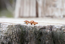 A Group Of Brown Mushrooms On A Tree Stump