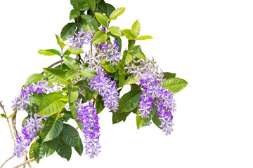 Wall Mural - Purple Petrea volubilis or Wreath Sandpaper Vine flower bloom in the garden isolated on white background included clipping path.