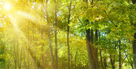 Wall Mural - Autumn maple forest in bright sunlight. Wide photo.