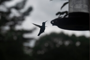 Wall Mural - Hummingbird at feeder