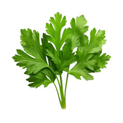 Wall Mural - parsley isolated on white