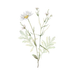 Wall Mural - Watercolor Daisy and tansy. Hand drawn illustration of Chamomile and little stellaria holostea . bouquet of white blossom flowers on isolated background. Drawing botanical. Painted wildflowers.