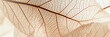 Nahaufnahme von Baumblätter. Close-up von Blättern. Makro Sicht auf Baumblätter