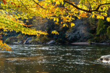 Colorful branch with leaves reaching out over the water