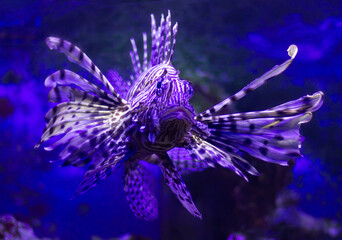 Sticker - Red lionfish (Pterois volitans) swimming underwater in an aquarium