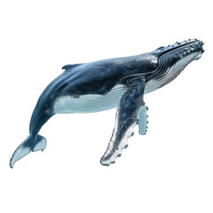 Wall Mural - Humpback whales isolated on a white background or transparent. 3d render