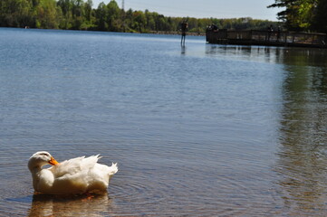 ducks on the lake