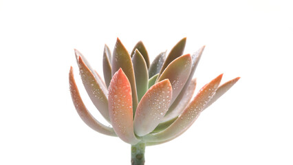 Wall Mural - Succulent flower with white isolated background