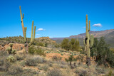 Fototapeta  - Beautiful saguaro cactus in the Tonto National forest