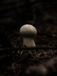 weisser Pilz im dunklem Wald