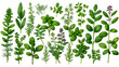Botanical illustration of medicinal aromatic garden herbs on white background. Mint,oregano,coriander,
rosemary,basil,parsley dill and thyme. Generative AI. 