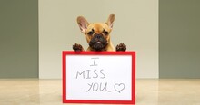 Young Doggy With Message 'I Miss You' On The Placard, Turn Head But Does Not Look Straight At Beginning. Small French Bulldog Puppy Breathe Heavily And Looks Unhappy