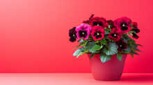 Beautiful Burgundy Pansy In A Pot On A Red Background. Copy Space.