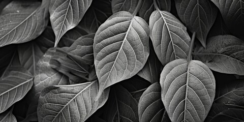 Poster - A black and white photograph capturing a bunch of leaves. Suitable for various creative projects