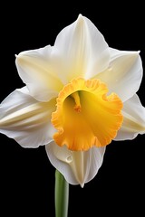 Poster - A single white and yellow flower on a black background. Perfect for adding a touch of elegance to any project or design