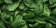 A Detailed Close-up Of A Bunch Of Fresh And Vibrant Spinach Leaves. Perfect For Illustrating Concepts Related To Healthy Eating, Organic Food, Vegetarianism, Or Cooking