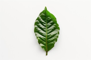 Sticker - Arabica leaf on white