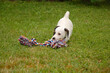 jack russell terrier playing with a toy