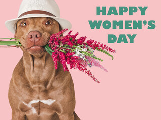 Wall Mural - Happy Women's Day. Lovable, pretty brown dog and a bouquet of flowers. Closeup, indoors, studio shot. Congratulations for family, loved ones, relatives, friends and colleagues. Pet care concept