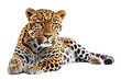Leopardo aislado