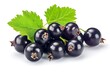 Black currant collection isolated on white background with clipping path macro studio photo