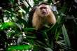 Mono entre la maleza en Costa Rica