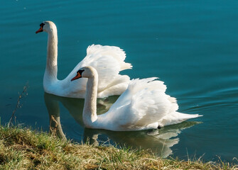 Wall Mural - Elegant swans gracefully glide through the river, their beaks elegantly intertwined