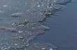 Roztapiający się lód na rzece, nadchodząca wiosna.
