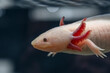 Close-up photo of a pink axolotl