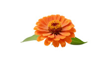 Orange Zinnia Flower With Green Leaves Isolated On Transparent Background.