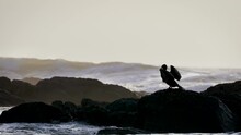 Cormorant Closing Wings Near Sea Waves