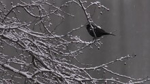 A Bird Feeding On A Bush 2, Winter In The Park, Frosty Day, Snowfall, Outdoor	