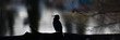 wunderschöner Jäger: Kormoran Vogel mit spitzem Schnabel in schwarzer Silhouette am See sitzend mit Blick Richtung links vor unscharfem Hintergrund