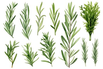 Aufkleber - A collection of lush green plants arranged on a clean white background. Ideal for adding a touch of nature to any design or presentation