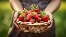 Closeup Of Woman's Hands Holding Basket With Organic Garden Summer Strawberry Tasty Berries. Healthy Lifestyle And Healthy Eating.fruit And Berries In Modern Greenhouse.