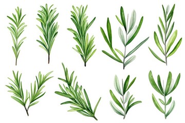 Poster - Rosemary leaves arranged in a bunch on a clean white background. Can be used for culinary, herbal, or natural health-related themes
